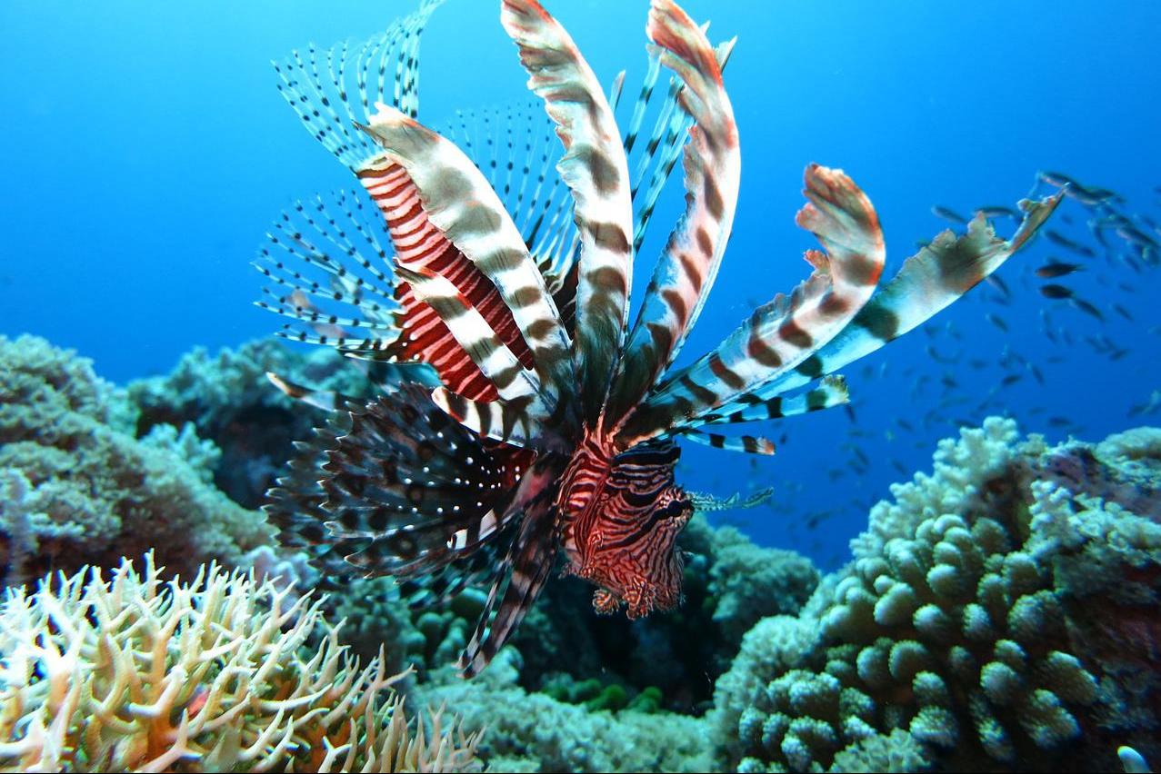 diving-in-curacao-2.jpg