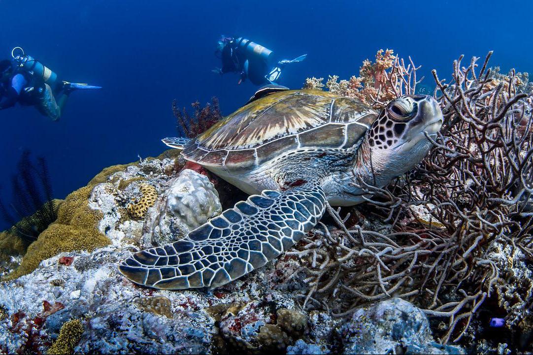 diving-in-curacao-3.jpg